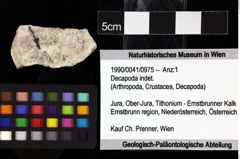 Foto (Objket + Etiketten) von Decapoda indet. 